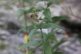 Lysimachia vulgaris. Верхушка отцветшего растения. Грузия, край Самцхе-Джавахети, Боржомский муниципалитет, окр. устья ручья Читахеви, берег р. Кура. 09.10.2018.