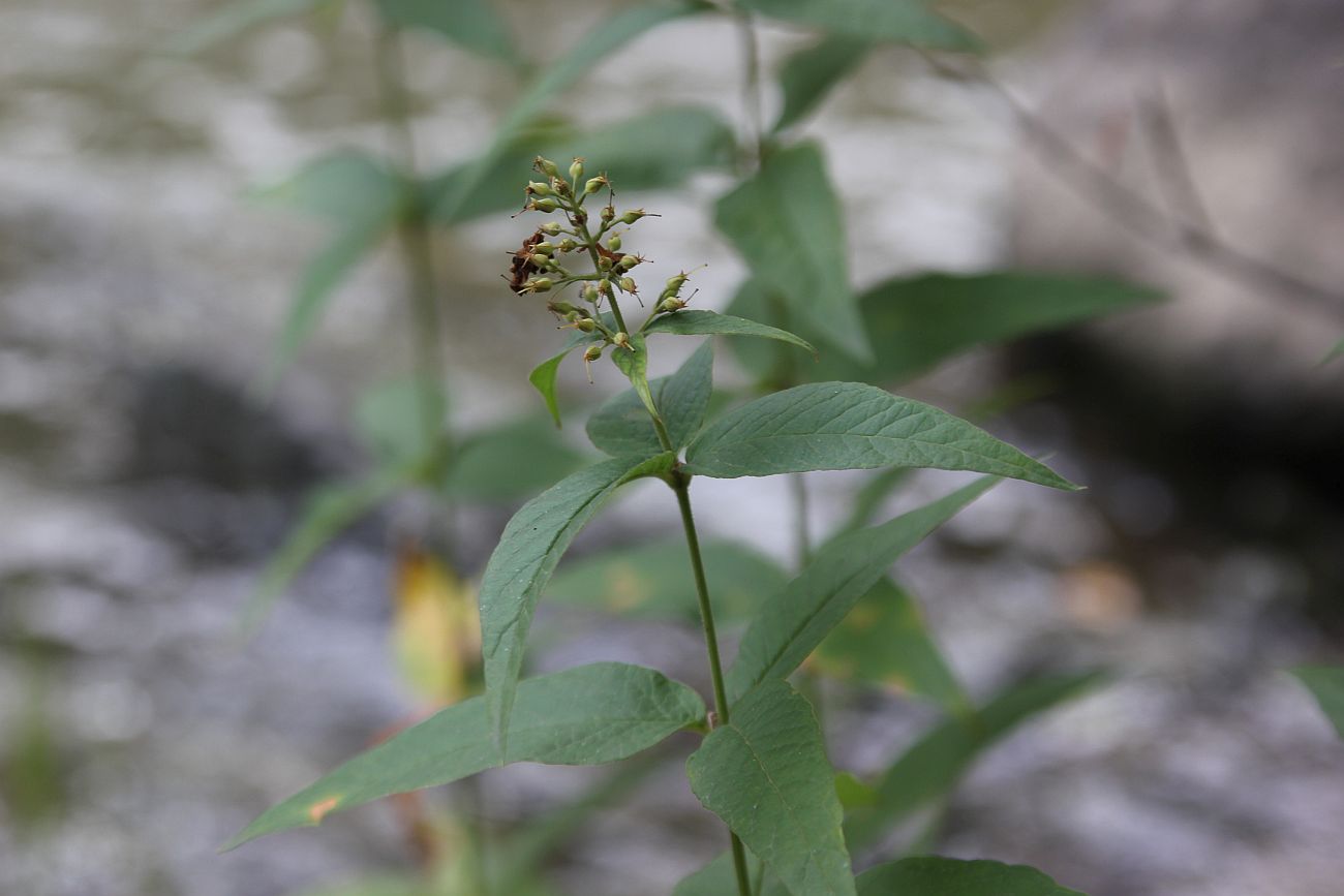 Изображение особи Lysimachia vulgaris.