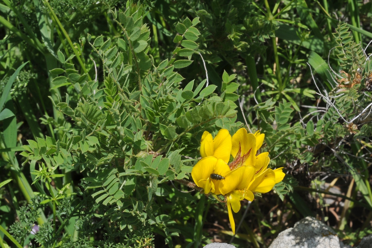 Изображение особи Calophaca tianschanica.