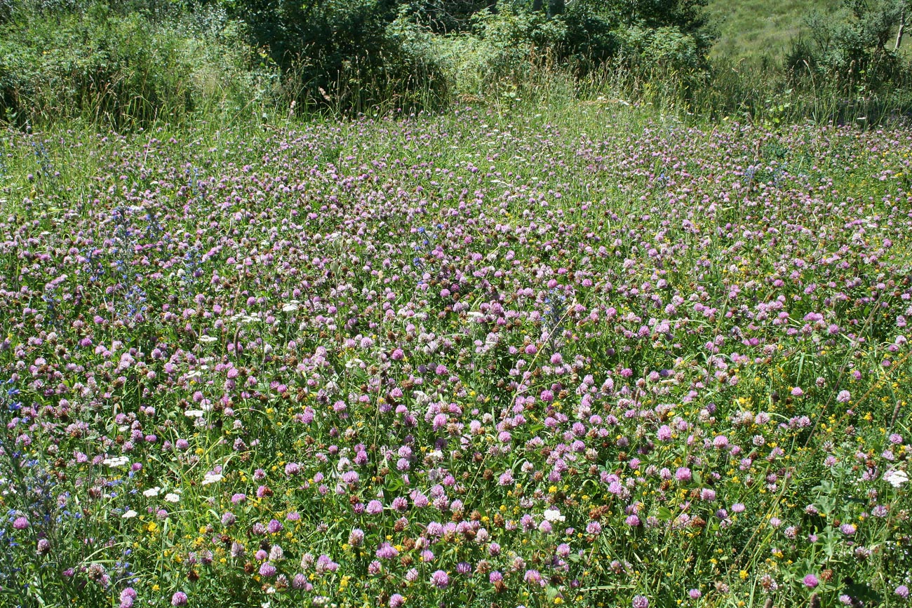 Изображение особи Trifolium pratense.