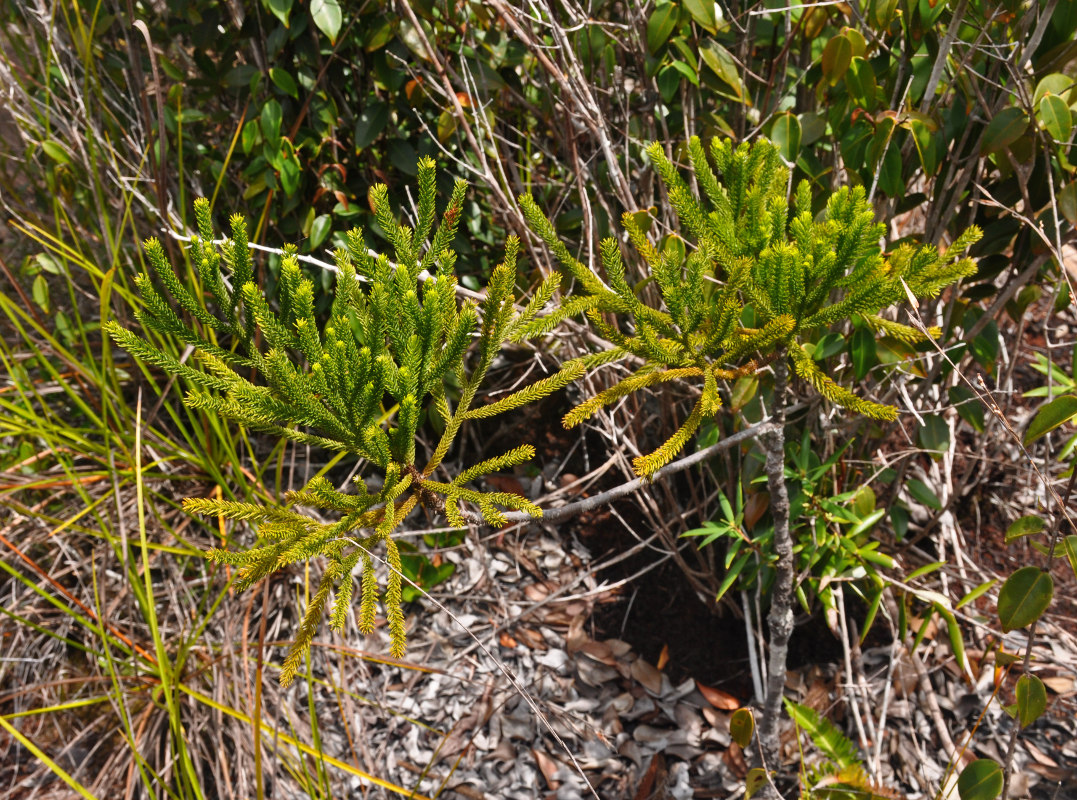 Изображение особи Dacrydium beccarii.