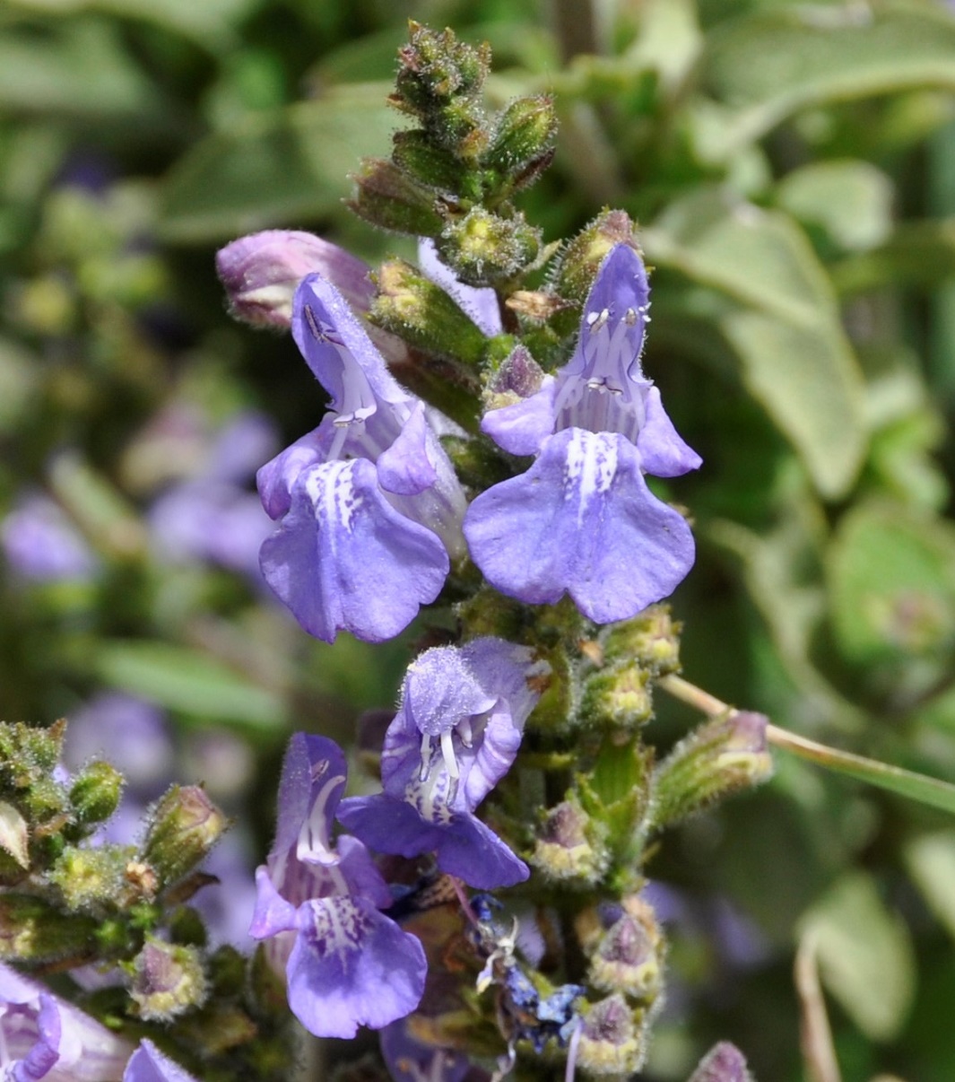 Image of Salvia fruticosa specimen.