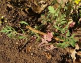 Papaver stevenianum