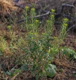 Erysimum cheiranthoides