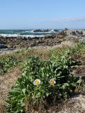 Erigeron glaucus