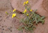 Senecio subdentatus