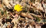 Taraxacum glaucanthum