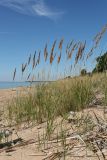 Calamagrostis meinshausenii