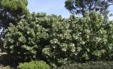 Dombeya tiliacea