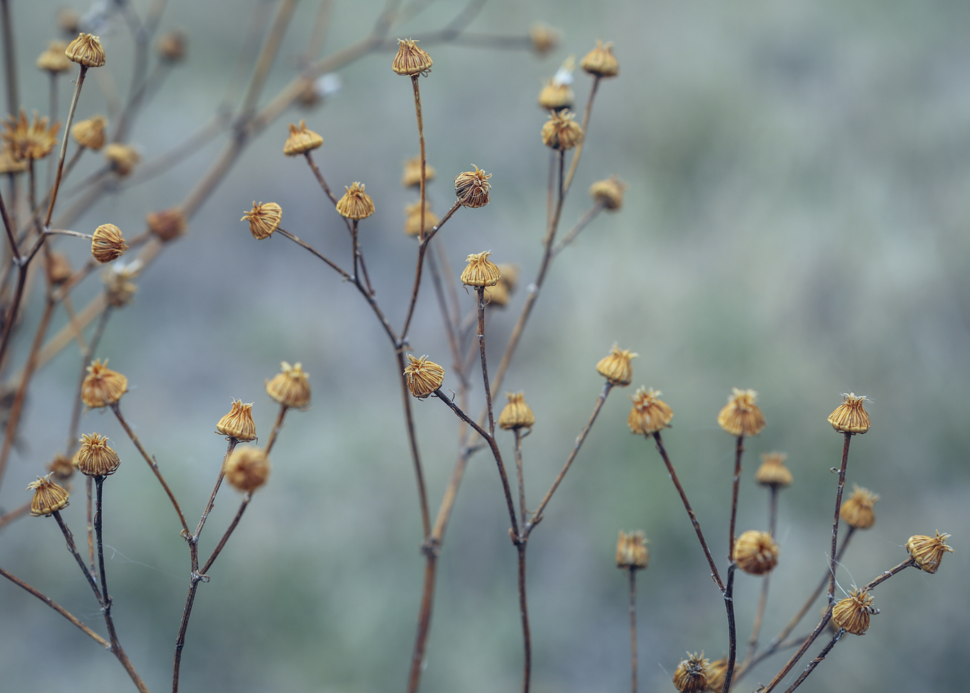 Изображение особи Senecio jacobaea.