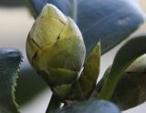род Camellia