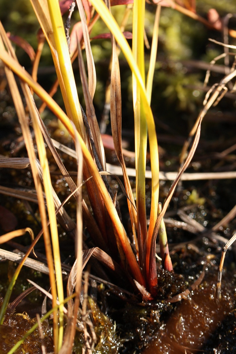 Изображение особи Carex concolor.