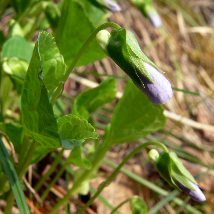 Изображение особи Viola mirabilis.