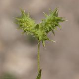 Ranunculus arvensis