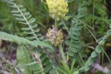 Astragalus maximus. Отцветшее соцветие. Республика Ингушетия, Джейрахский р-н, нижнее течение р. Гулойхи, высота 1160 м н.у.м., край поляны в 10 м от реки. 20 июня 2022 г.