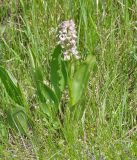 Dactylorhiza incarnata. Цветущее растение (гипохромная форма). Иркутская обл., Усть-Ордынский р-н, окр. пгт Усть-Орда, долина р. Куда, луг. 19.06.2022.