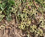 Astragalus hamosus