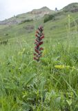 Echium russicum