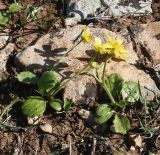 Ranunculus bullatus subspecies cytheraeus