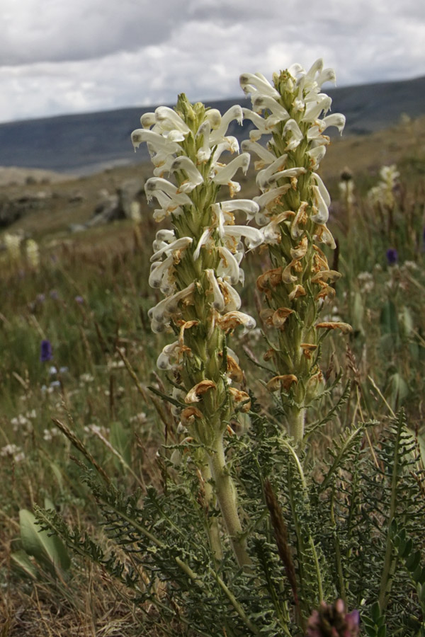 Изображение особи Pedicularis achilleifolia.