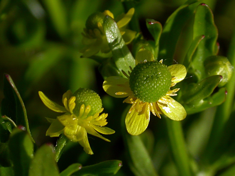 Изображение особи Ranunculus sceleratus.