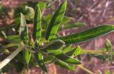 Anthyllis подвид iberica
