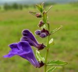 Scutellaria scordiifolia