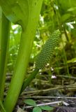 Lysichiton camtschatcensis. Соплодие и основание листа. Сахалин, Тымовский р-н, окр. с. Ясное, лиственичный лес. 30.06.2011.