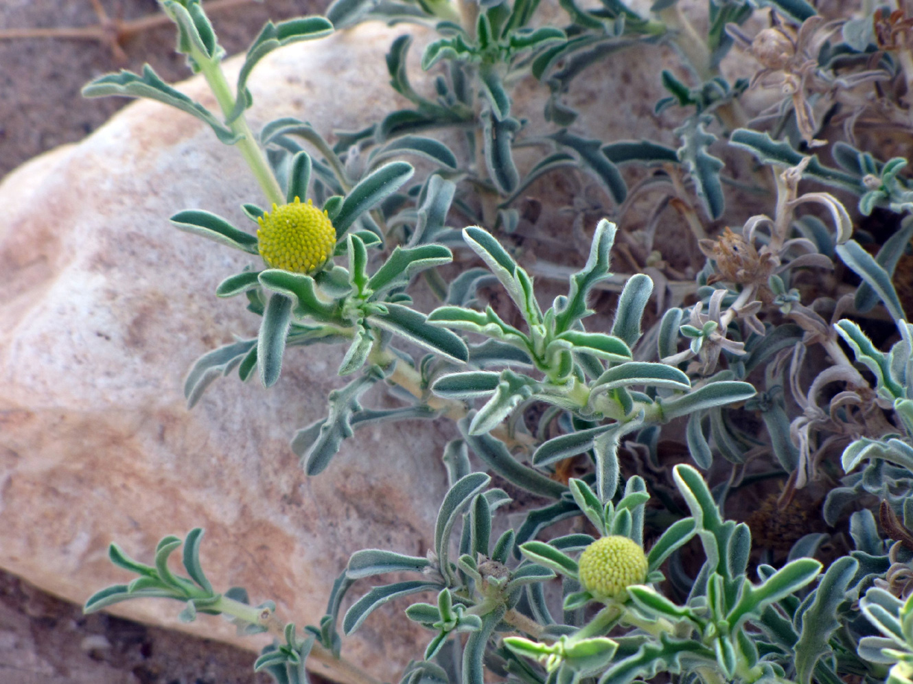 Изображение особи Asteriscus graveolens.