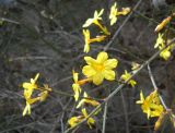 Jasminum nudiflorum. Часть веточки с цветками и бутонами. Южный берег Крыма, г. Ялта, в культуре. 26 января 2013 г.