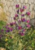 Echium plantagineum. Соцветие. Испания, автономное сообщество Андалусия, г. Малага, высокий берег. 17.02.2013.