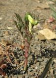 Vicia anatolica