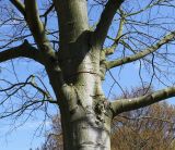 Celtis australis