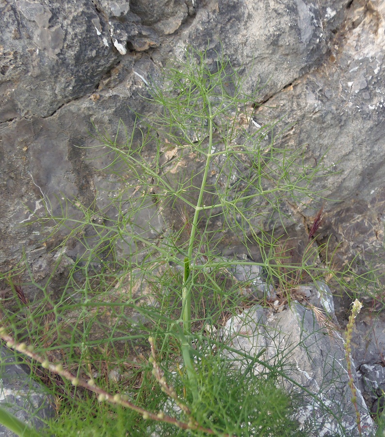 Изображение особи Foeniculum vulgare.