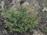 Astragalus glochideus