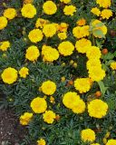 Tagetes patula