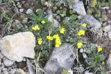 Draba bruniifolia. Расцветающие растения. Кабардино-Балкария, Зольский р-н, плато Канжол. 2800 м н.у.м. 07.06.2014.