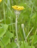 genus Pilosella. Корзинка (вид сбоку). Украина, Львовская обл., Дрогобычский р-н, г. Трускавец, возле ландшафтного парка \"Подгорье\", придорожный склон. 05.06.2014.