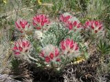 Oxytropis trichocalycina