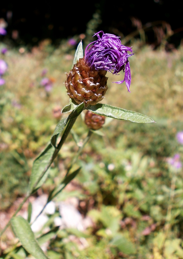 Изображение особи Centaurea jacea.