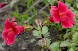 Mimulus cupreus