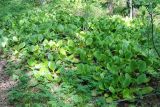 Bergenia crassifolia