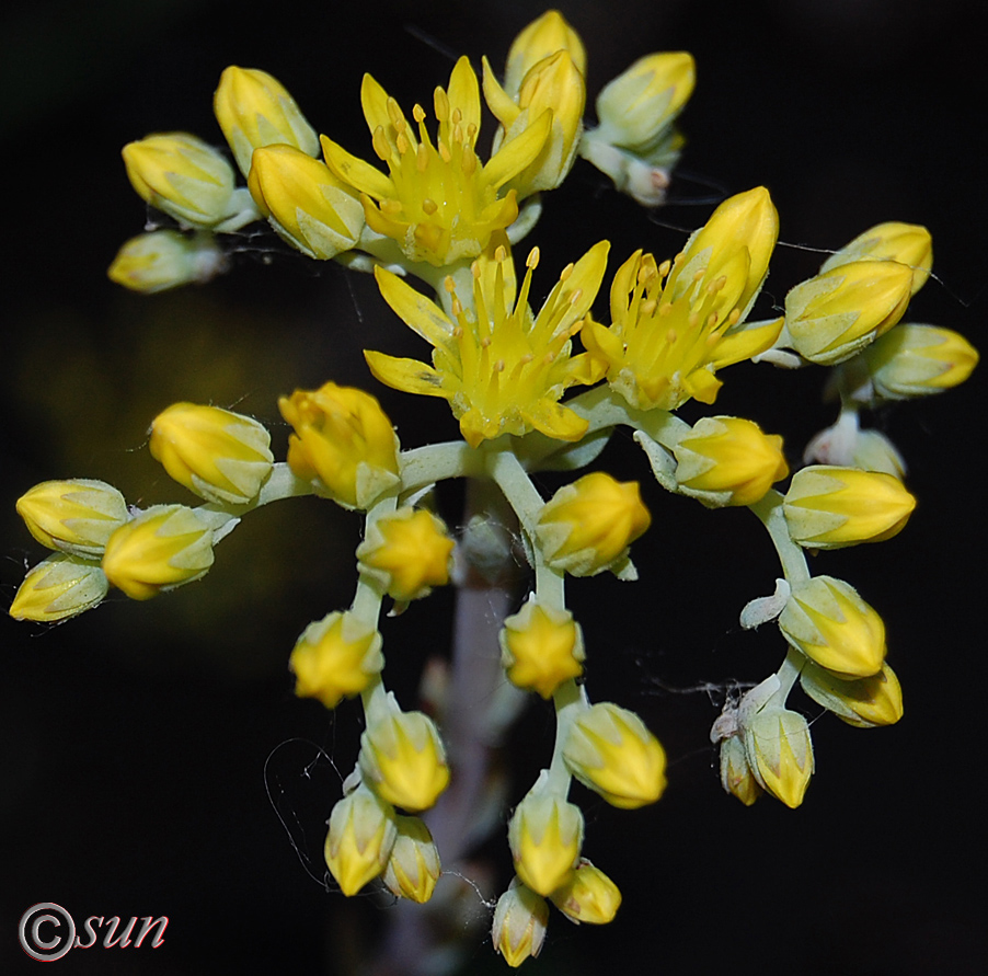 Изображение особи Sedum reflexum.