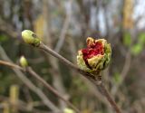 род Corylus. Верхушка просыпающегося побега с галлом(?). Краснодарский край, Сочи, окр. Адлера. 25.02.2015.