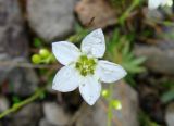 Arenaria redowskii