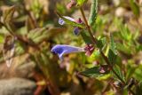 Scutellaria galericulata