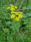 Bupleurum longifolium ssp. aureum