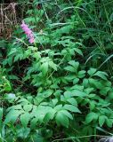 Corydalis gigantea