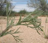 genus Artemisia