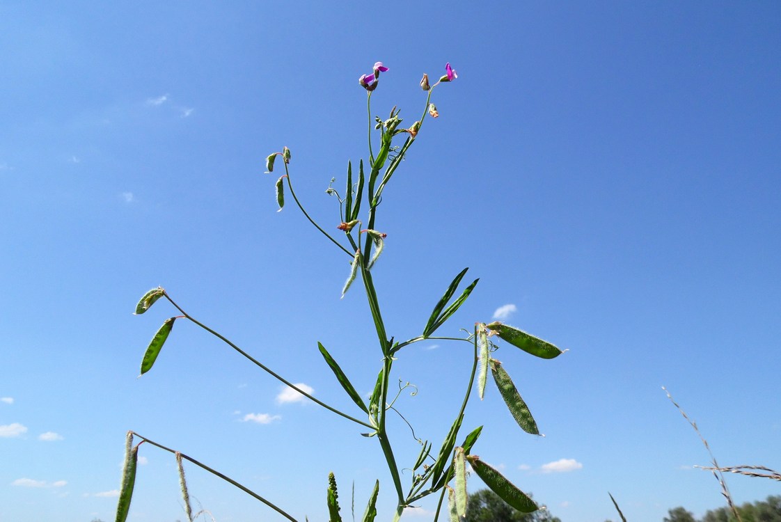 Изображение особи Lathyrus hirsutus.